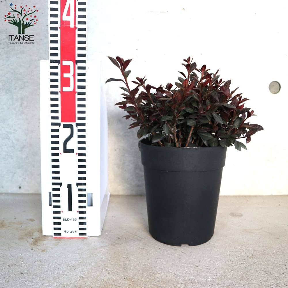 ペッパーペッパー　イロハモミジ Amazon | TWINBIRD(ツインバード) フードプロセッサー